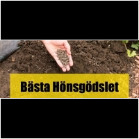 Hönsgödsel