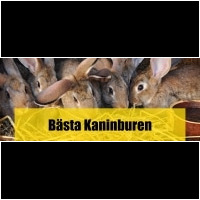 Kaninbur
