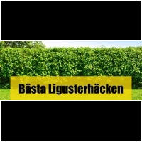 Ligusterhäck